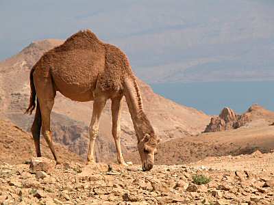 Le sable..; du sable ... trop de sable ! Chameau_au_dessus_d_En_Gedi_et_mer_morte,_tb_q021603