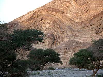 Couches de roc et acacias dans le Nahal Katzra