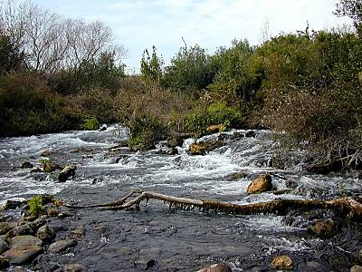 Source de Dan pr�s du Jourdain