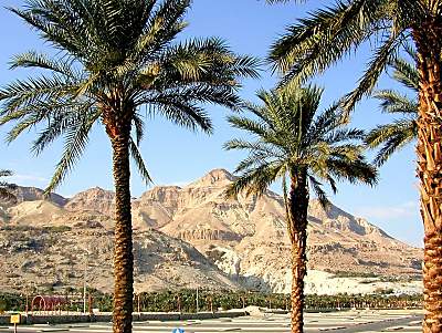 Palmiers et Montagnes d'En-Gu�di