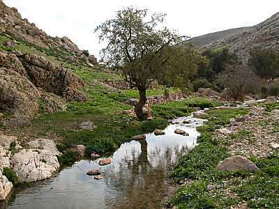 Ein Parat dans le Wadi Qilt
