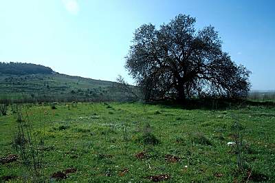 Pistachier de la Vall�e d'Elah