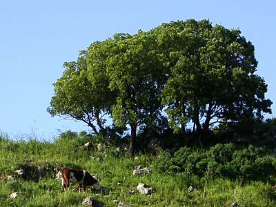 Vache et ch�nes de Basan